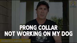 Prong Collar Not Working on My Dog  Dog Training Advice [upl. by Eissen]