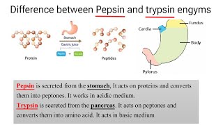 Difference between Pepsin and trypsin engyms  पेप्सीन और ट्रिप्सिन एंजाइम में अंतर Biology [upl. by Bathelda]