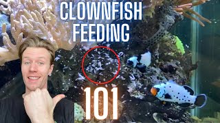 The Ultimate Guide to Clownfish Feeding  Everything You Need to Know [upl. by Alene821]