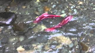 Salmon in Moose Pass AK [upl. by Banky]