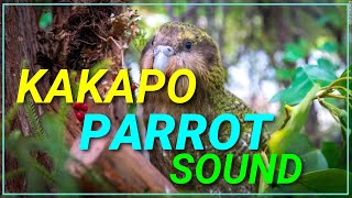 How a Kakapo Parrot Sound  Male Call  Bird  Nature Natural Planet  Animal [upl. by Asik]