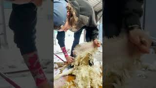 Smooth shearing happy sheep Watch how it’s done 🐑😊 [upl. by Bibah497]