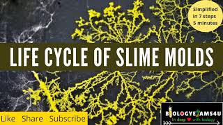 Slime Molds When Micro Becomes Macro [upl. by Anirok]