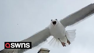 Divebombing seagulls are keeping residents trapped in their homes  SWNS [upl. by Levey971]