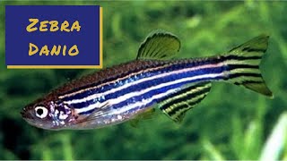 Zebra Danio  Profile and Care Guide [upl. by Namurt304]