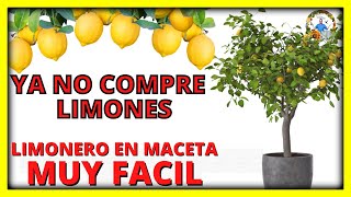 COMO PLANTAR o sembrar UN LIMONERO EN MACETA y QUE DE MUCHOS FRUTOS  Gio de la Rosa [upl. by Alamap367]