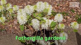 Fothergilla gardenii Growing Guide Witch Alder by GardenersHQ [upl. by Daahsar125]