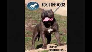 largest blue xl bully pit bull female on the planet attacks 130 lbs Huge female bully pitbull [upl. by Hgielah]