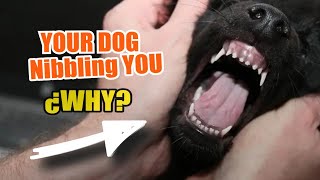 REASONS why your DOG Nibbling YOU 🐶😬 with his Front Teeth [upl. by Latsryk929]