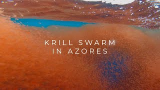 Krill swarm in the Azores [upl. by Anihc786]