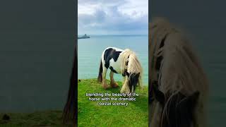 Gypsy Cob Grazing at Rhossili Bay Gower Peninsula shorts gypsycob horse [upl. by Jack660]