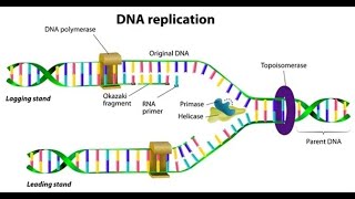 Events of DNA Replication  Initiation Unwinding Leading strand lagging strand Elongation [upl. by Haerb6]