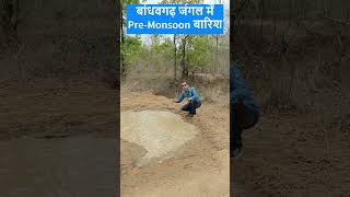 बांधवगढ़ जंगल से आई मानसून की Good News  monsoon bandhavgarh shorts [upl. by Knute]