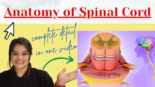 Spinal cord anatomy MBBS in detail with notes  BD Chaurasia [upl. by Krucik60]