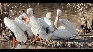 Bird watching at Pelican point White Rock Lake Dallas Texas [upl. by Louisette]