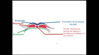 FMPM MOOCs  Quatrème semaine du développement embryonnaire  Pr A Fakhri [upl. by Nnylanna]