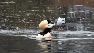 Goosander drakes Keptie Pond Arbroath [upl. by Yacov]