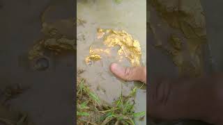 big gold mining in muddy river goldhunter golddiscovery [upl. by Broeker]