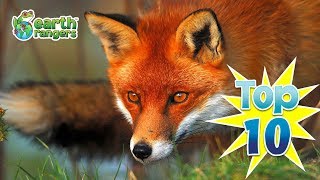 Top 10 Fun Fox Facts [upl. by Vescuso]