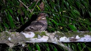 JERDONS NIGHTJAR Kerala India [upl. by Ormsby916]