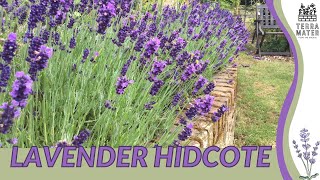 LAVENDER HIDCOTE Information Description amp More Lavandula angustifolia [upl. by Lainey374]