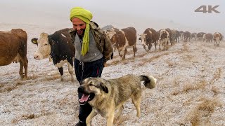 Terkedilmiş Dağlardan Eve Dönüş  Belgesel [upl. by Anailuy]