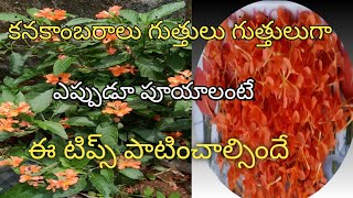 కనకాంబరాలు బాగా పూయాలంటేhow to growampcare consandra plantkanakambaram plantin telugu [upl. by Savannah]