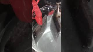 Water Electrolysis With NickelPlated Flexible Graphite Electrodes [upl. by Eelnodnarb165]