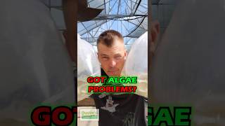 Got ALGAE PROBLEMS Check This Out [upl. by Nesilla]