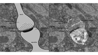 CARTA Domestication and EvolutionPhilipp KhaitovichNeotenous Genes in the Developing Human Brain [upl. by Thevenot]