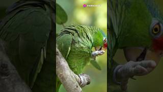 ¡Conoce al loro Amazonas 🦜✨ aves [upl. by Enaz]