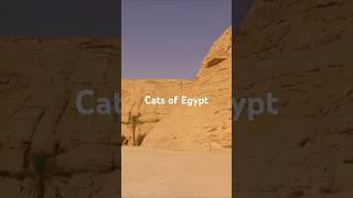 Ancient Egyptian Cats The Ultimate Feline Dynasty shorts [upl. by Caty]