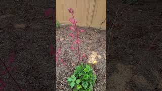 Heuchera californianativeplants droughttolerantplants [upl. by Alyse]