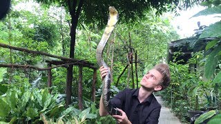 Northern Thai King Cobra handling [upl. by Nal]