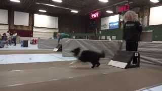 Spring Wing Ding 2013 Flyball Tournament [upl. by Jeddy]