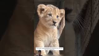 lioncubs animals safari lion forestranger please subscribe my YouTube channel 🥰💖👍💯 [upl. by Bixler]