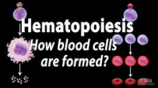 Hematopoiesis  Formation of Blood Cells Animation [upl. by Eneres]