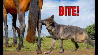 WOLFDOG BITES HORSE  Life of Wolfdog Ep5 [upl. by Akapol482]