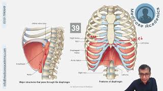 Diaphragm [upl. by Atteirneh998]