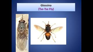 True Flies Musca domestica Stomoxys calcitrans Glossina Metallic flies Flesh flies [upl. by Bivins]