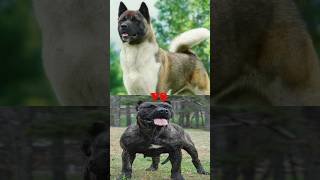 AKITA VS ROTTWEILERDOBERMANPITBULLBANDOG [upl. by Nahama206]