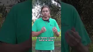 Come usare lABBACCHIATORE per raccogliere le OLIVE  GUARDA IL VIDEO COMPLETO [upl. by Winona]