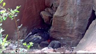 Male Condor 206 Feeds His Chick at Devils Gate– May 30 2017 [upl. by Nerland]