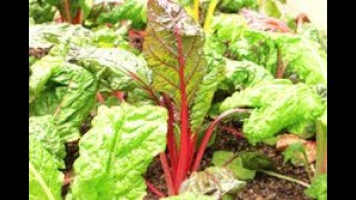 Swiss Chard 101  Nutrition and Health Benefits [upl. by Mahseh280]