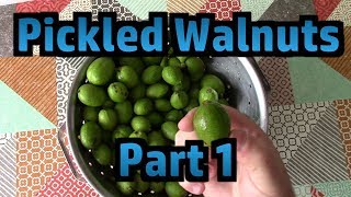 Making Pickled Walnuts  Part 1  Picking Pricking Brining [upl. by Okwu]