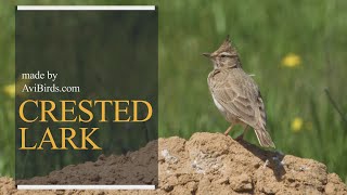 Crested Lark Galerida Cristata [upl. by Ertsevlis]