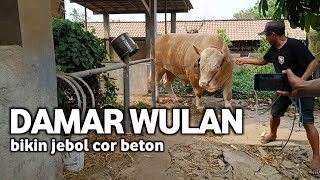 DAMAR WULAN ✓BIKIN JEBOL COR BETON [upl. by Chemesh]