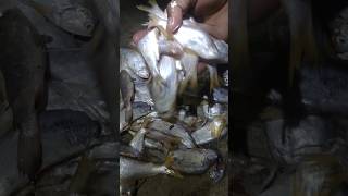 Bangali pata fish  fishing video 🐠🐠 fishing shorts seafood [upl. by Doralin]