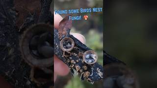 Birds Nest Fungi Family BirdsNestFungus fungifinds nidulariaceae [upl. by Eciruam]