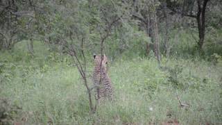 Unusual Animal Sounds Chirping Cheetahs [upl. by Asiole81]